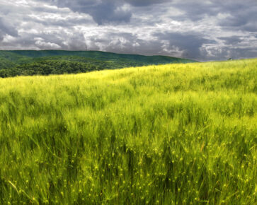 Pozemek - pozemková renta - pole