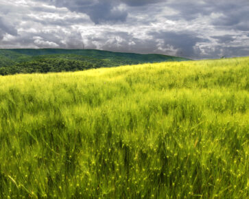 Pozemek - pozemková renta - pole