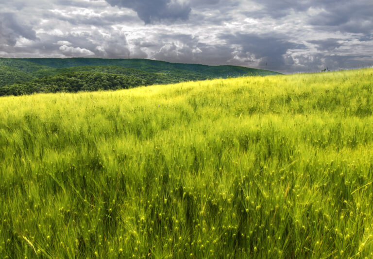 Pozemek - pozemková renta - pole