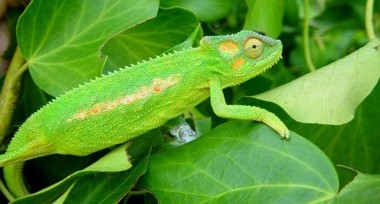 Zelený chameleon