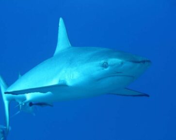 Žralok - grey reef shark