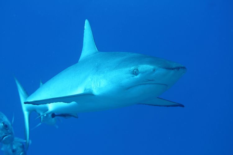 Žralok - grey reef shark