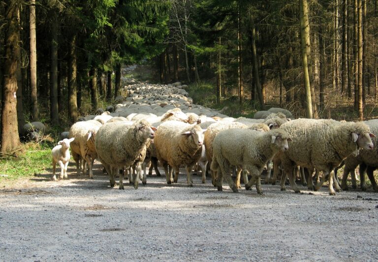Služebnost stezky - služebnost průchodu - ovce - stádo ovcí - les