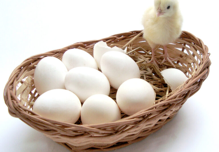Košík - vajíčka - kuře - spotřební koš